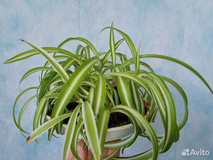 Хлорофитум бонни