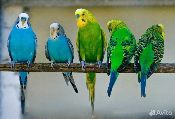 Молодые волнистые попугаи