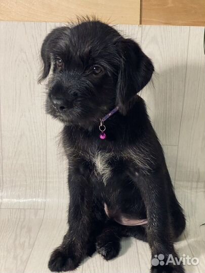 Щенок в ответствнные ручки