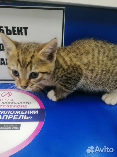 Котенок даром