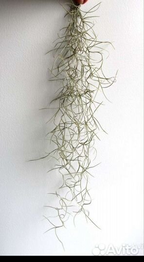 Тилландсия Уснеевидная