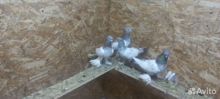 Таджикские голуби