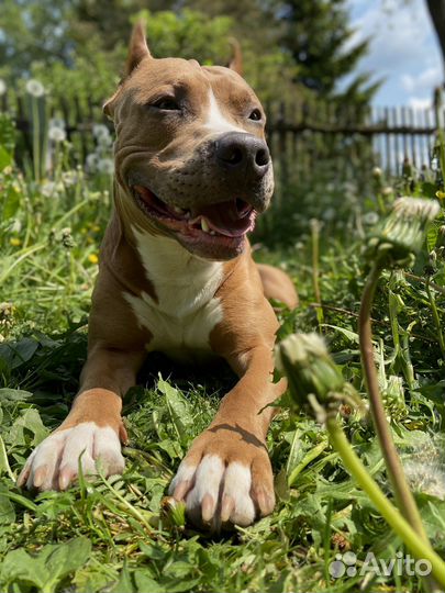 Стаффордширский терьер вязка