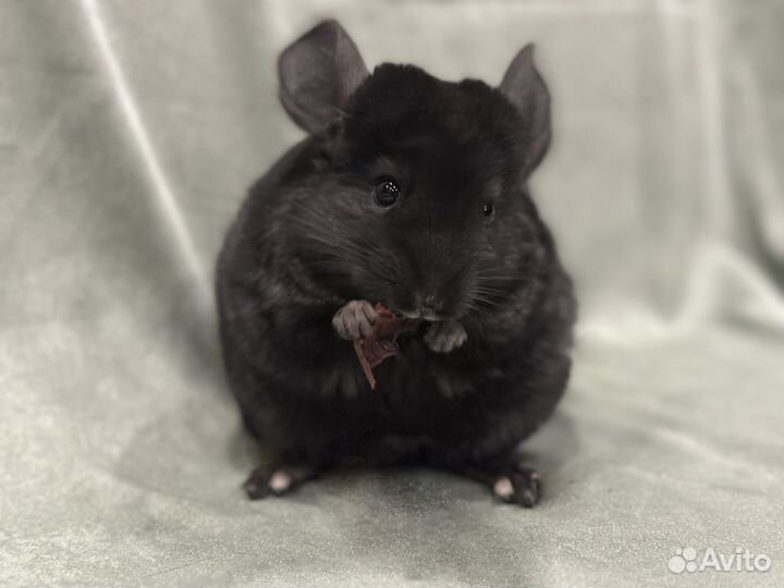 Шиншилла Эбони