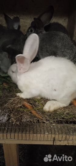 Продам кроликов