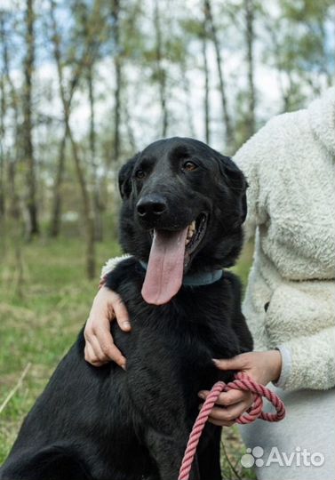 Красавец Бим ждёт своего хозяина