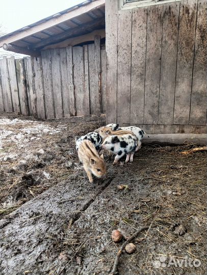 Кабаны домашние