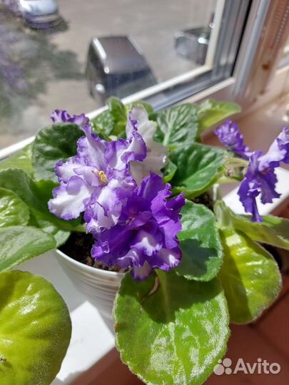 Фиалка в горшках