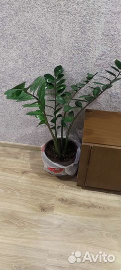 Замиокулькас