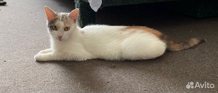 Кошке Аленушке нужен дом или передержка