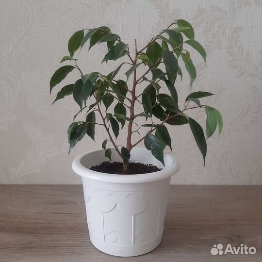 Фикус бенджамина