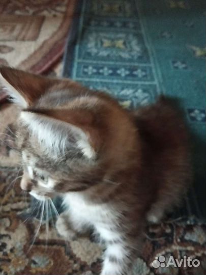 Кошечка в добрые руки