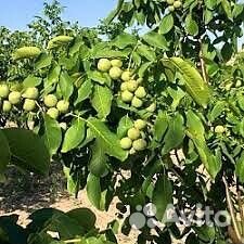Саженцы Грецкого ореха скороплодный карликов.сорт