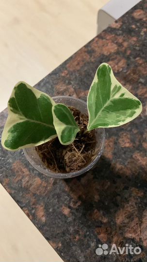 Фикус свитхарт и другие