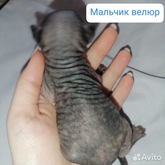Донской сфинкс котята