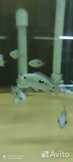 Цихлозома бриллиантовая рыбки в аквариум