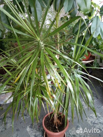 Распродаю растения 2часть