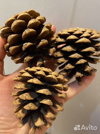 Шишки сосновые