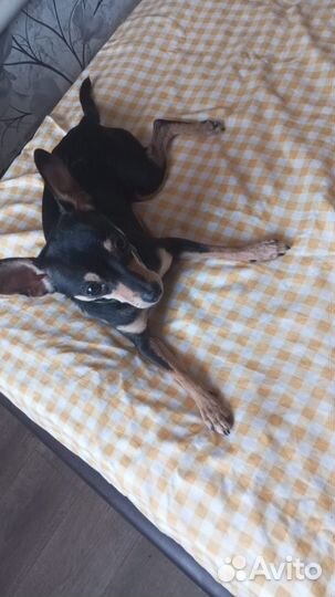 Той-терьер щенки