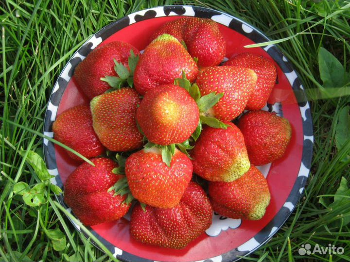 Эко клубника Елизавета 2, Маригет