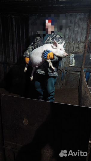 Поросенок 3 месяца