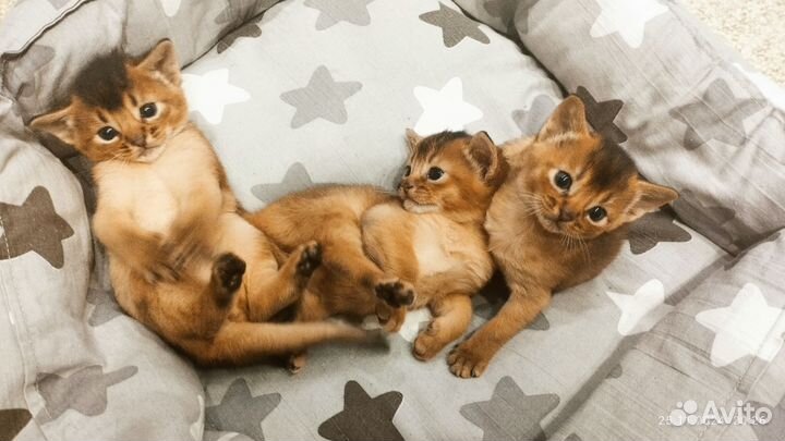 Аббисинские котята
