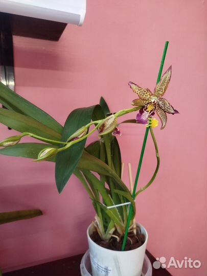 Орхидея одонтоглоссум