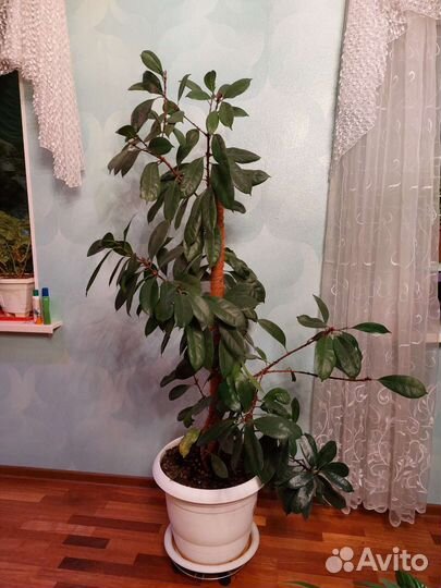 Фикус эластика