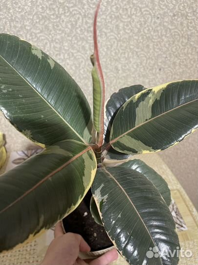 Комнатные цветы