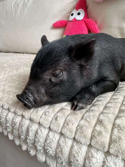 Минипиг Визенау