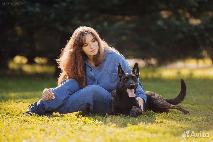 Выгул, дрессировка, передержка собак