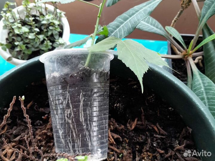 Комнатный клён (абутилон)