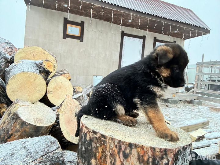 Щенки немецкой овчарки