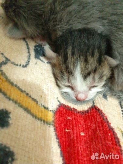 Котики в добрые руки