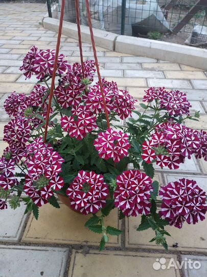 Вербена вегетативная