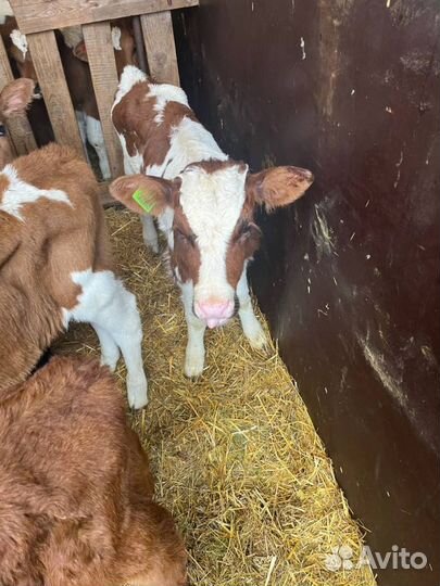 Отменные телята бычки с доставкой на транспорте