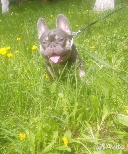 Лилак тан плюс Изабелла