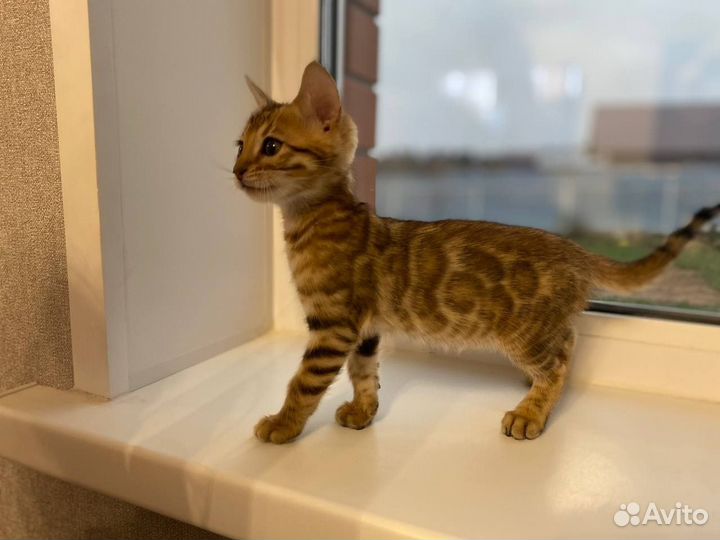 Бенгальские котята