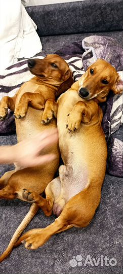 Вязка кобель такса