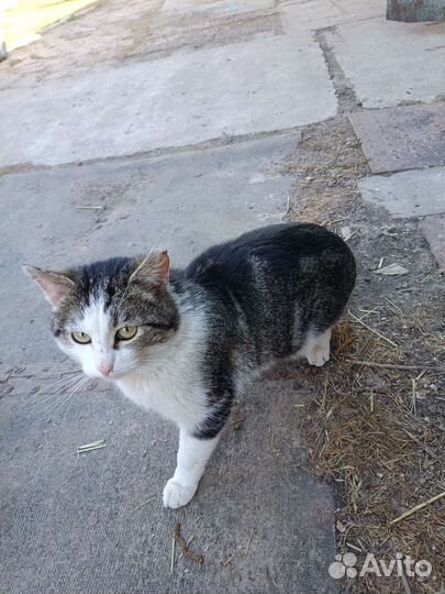Котик в добрые руки