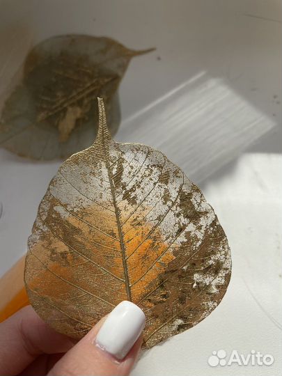 Скелетированные листья