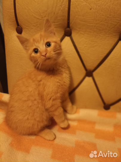 Котенок в добрые руки