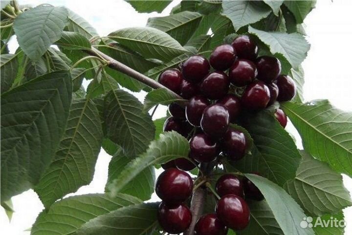 Саженцы Черешни 8 сортов 1 год окс доставка