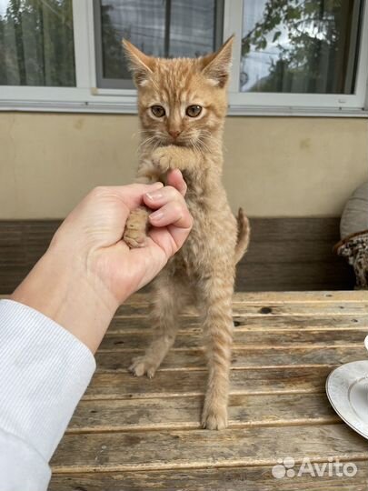 Кошки в добрые руки бесплатно