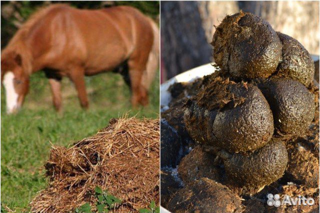Конский навоз
