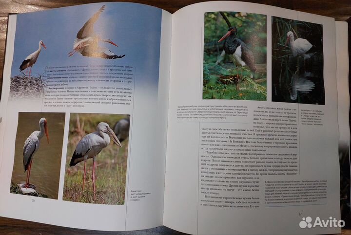 Книга птицы мира