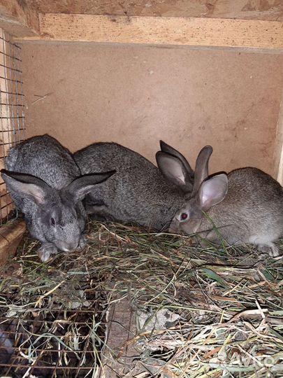 Кролики серый великан и бельгийский великан
