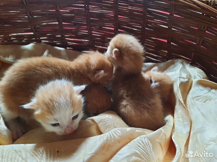 Отдам котят в добрые руки