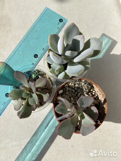 Коллекционные суккуленты; эхеверия; каудексные