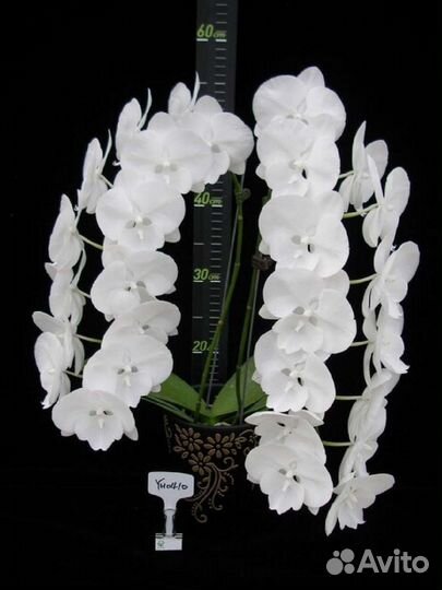 Орхидея Phal. Charming Chnow